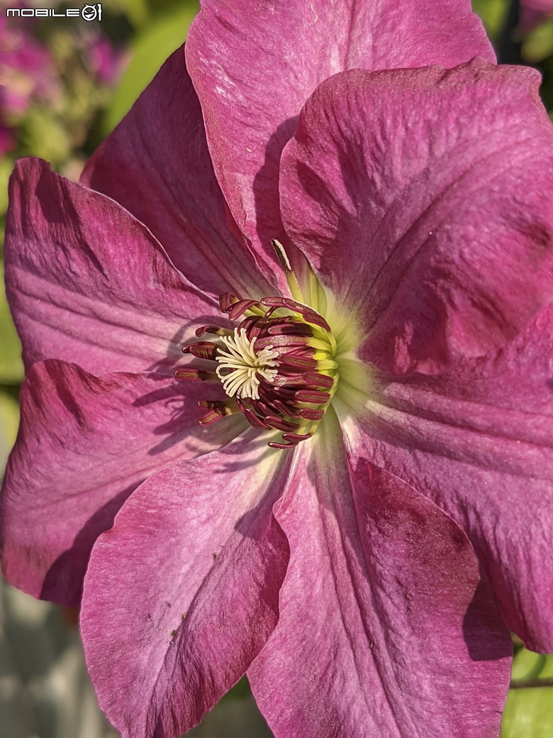 西洋水仙+鬱金香+鐵線蓮+風信子.... 台南市歸仁區七甲花卉區 01/25