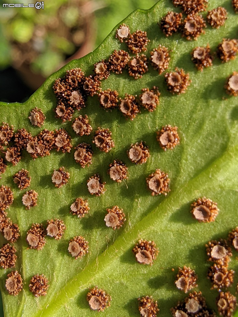 西洋水仙+鬱金香+鐵線蓮+風信子.... 台南市歸仁區七甲花卉區 01/25