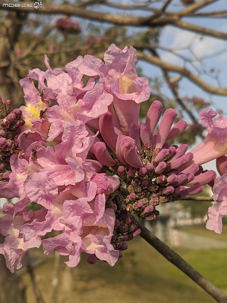 非洲芙蓉+紅花風鈴木 台南市仁德區仁德滯洪池 01/25