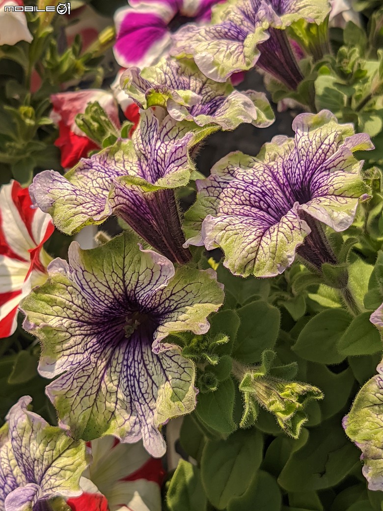 西洋水仙+鬱金香+鐵線蓮+風信子.... 台南市歸仁區七甲花卉區 01/25