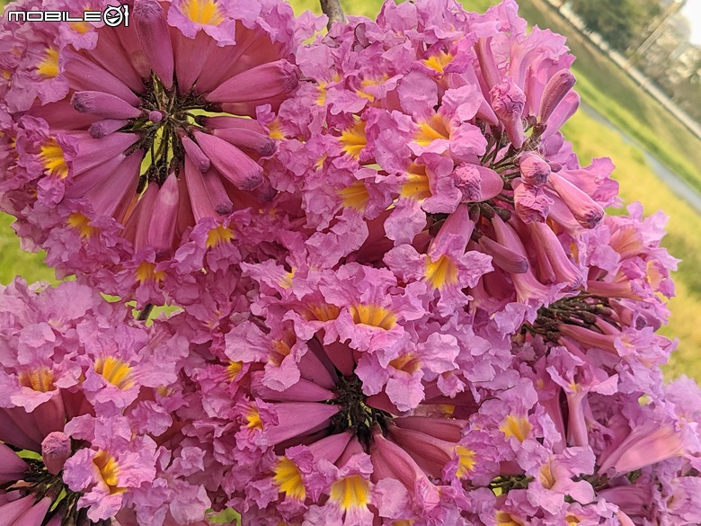 非洲芙蓉+紅花風鈴木 台南市仁德區仁德滯洪池 01/25