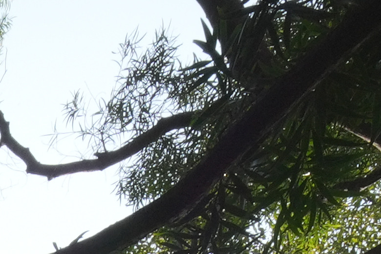 Laowa 12mm f/2.8 Lite Zero-D FF AF 評測報告｜377g 輕量超廣角、零畸變新篇章！