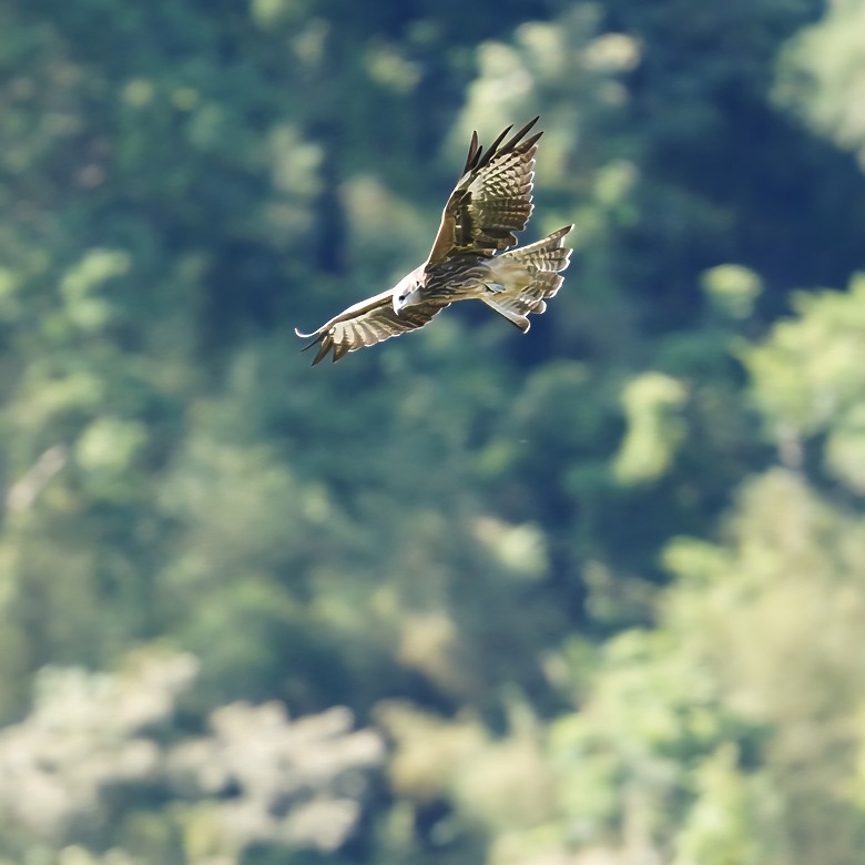 假日慢走新店廣興濕地｜用望遠鏡看見黑鳶與河岸的日常 -蔡司ZEISS TERRA ED 8x25雙筒望遠鏡
