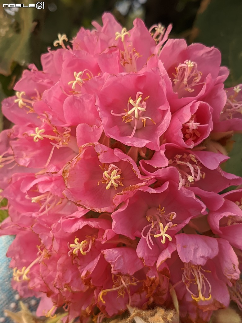非洲芙蓉+紅花風鈴木 台南市仁德區仁德滯洪池 01/25