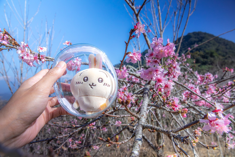 點我看大圖 南投國姓鄉賞梅小旅行|冬末年初最美風景
