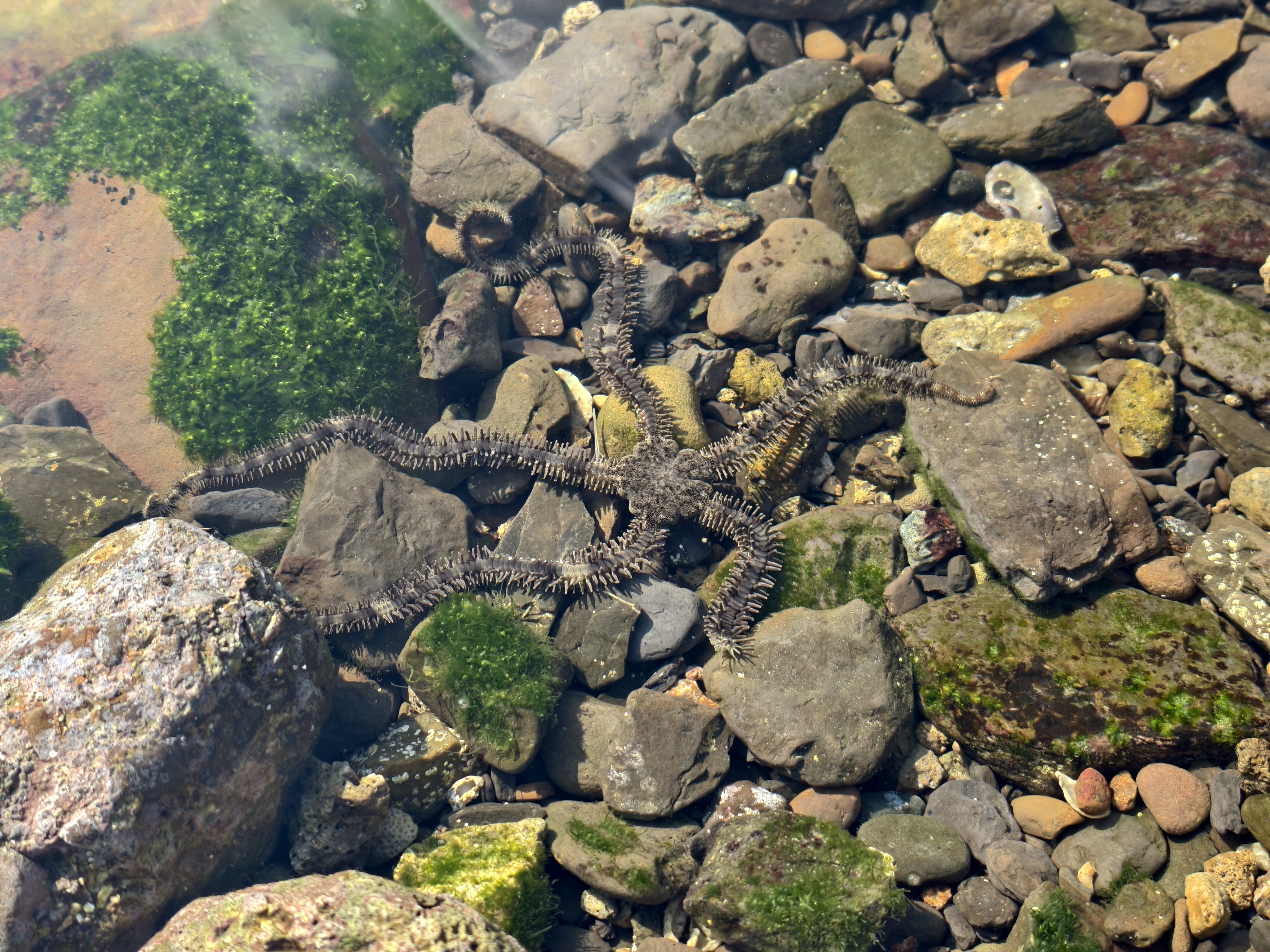 誰會在氣溫 15 度的時候，從台北騎車到馬崗漁港找海兔？（舉手，我）