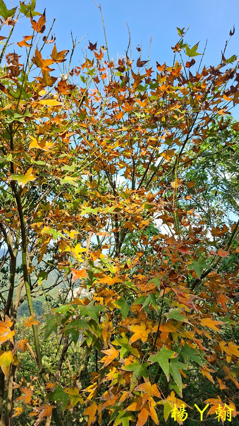 【郊山走走】拱北殿、三秀山、北港山，上山腳滑，下山狼狽