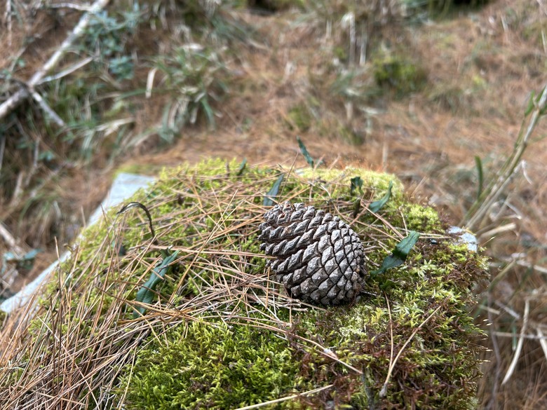 比玉山前峰還難爬的「南橫溪頭山」