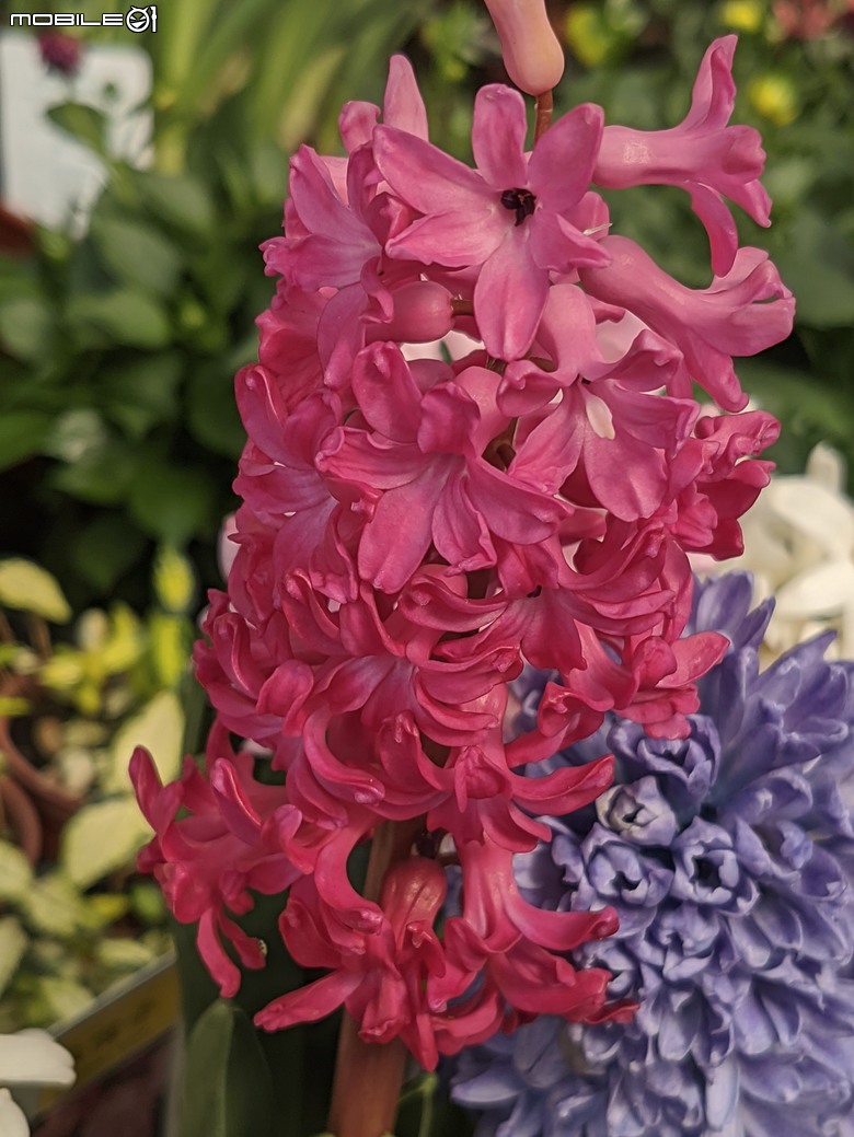 西洋水仙+鬱金香+鐵線蓮+風信子.... 台南市歸仁區七甲花卉區 01/25