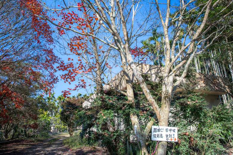 點我看大圖 南投國姓鄉賞梅小旅行|冬末年初最美風景
