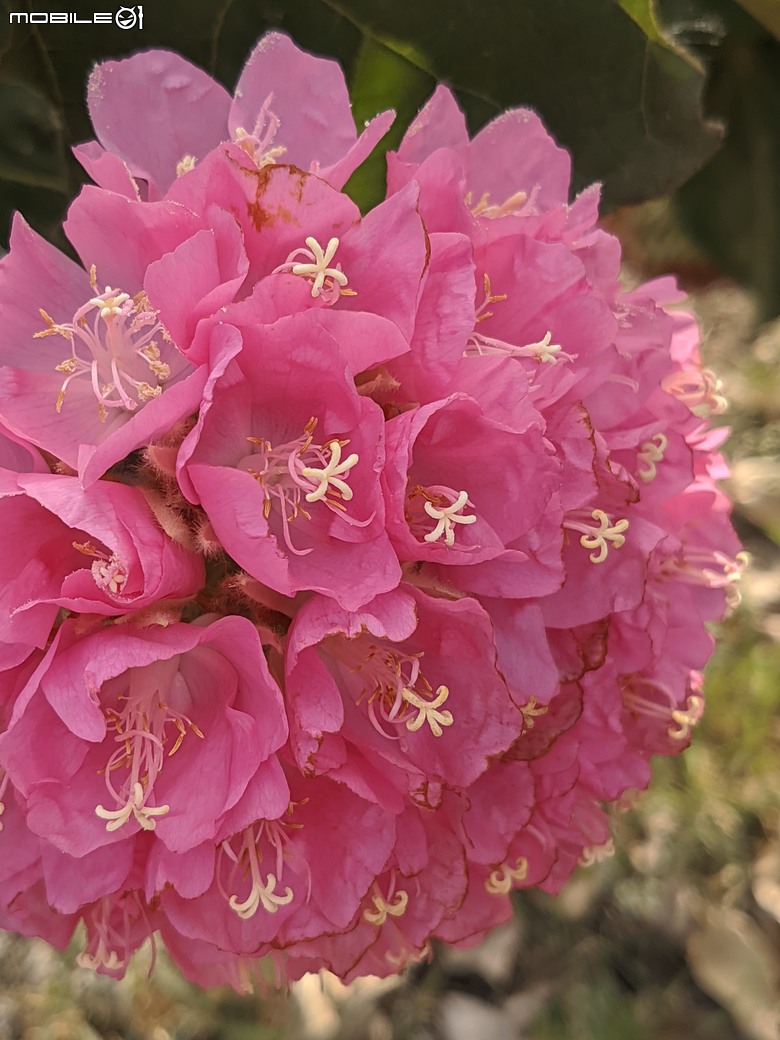 非洲芙蓉+紅花風鈴木 台南市仁德區仁德滯洪池 01/25