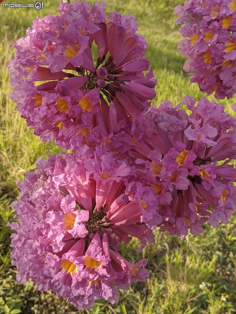 非洲芙蓉+紅花風鈴木 台南市仁德區仁德滯洪池 01/25