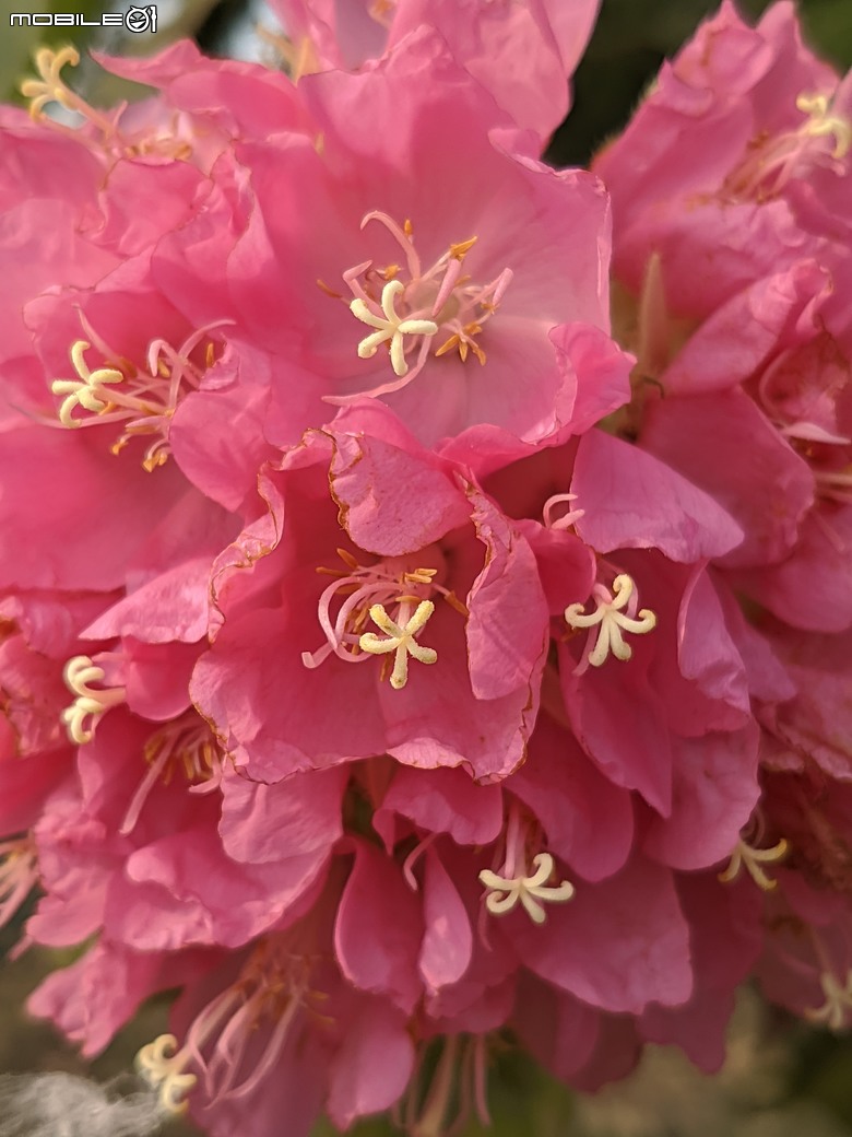 非洲芙蓉+紅花風鈴木 台南市仁德區仁德滯洪池 01/25