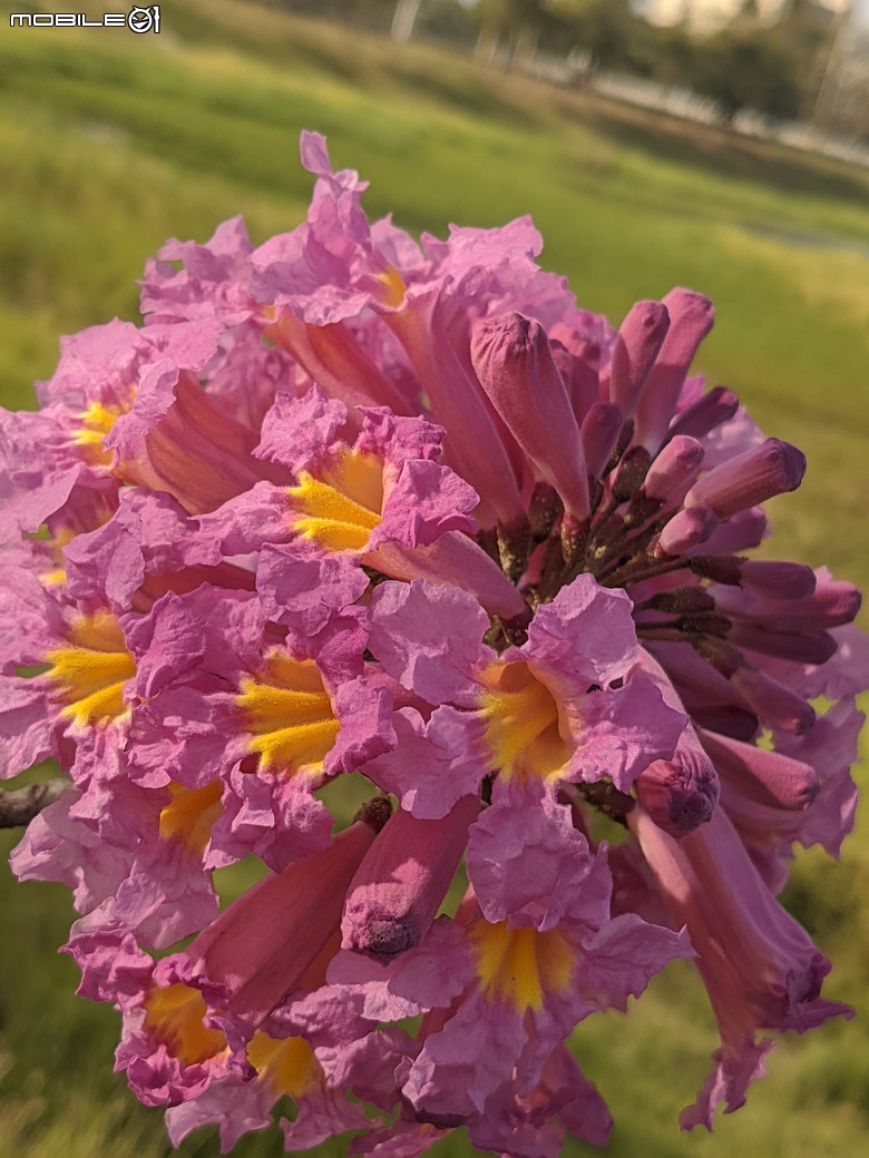 非洲芙蓉+紅花風鈴木 台南市仁德區仁德滯洪池 01/25