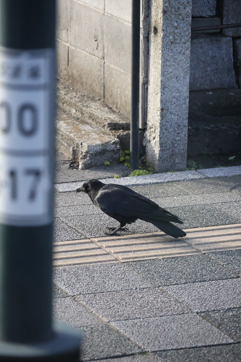 R10 日本白川鄉合掌村之旅 (圖多)