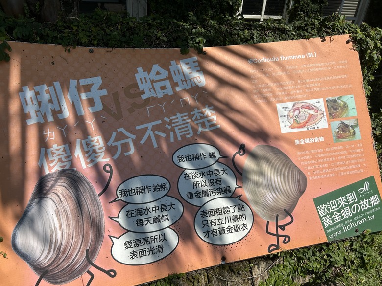 騎車摸蜆趣-花蓮壽豐落羽松秘境