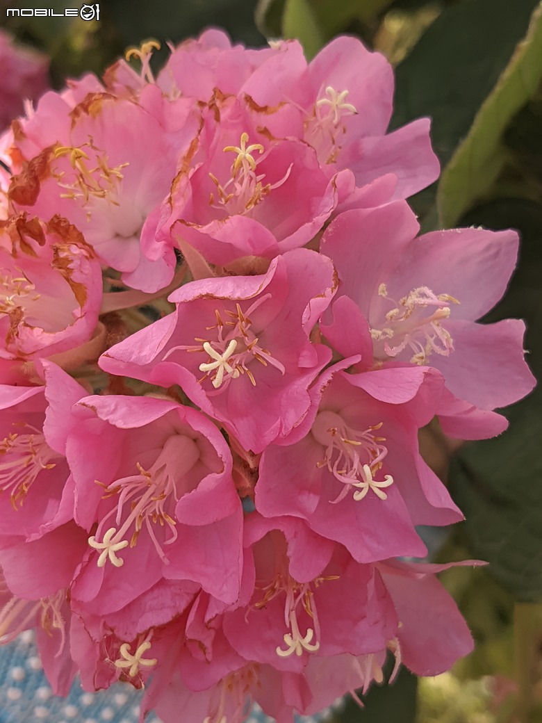 非洲芙蓉+紅花風鈴木 台南市仁德區仁德滯洪池 01/25