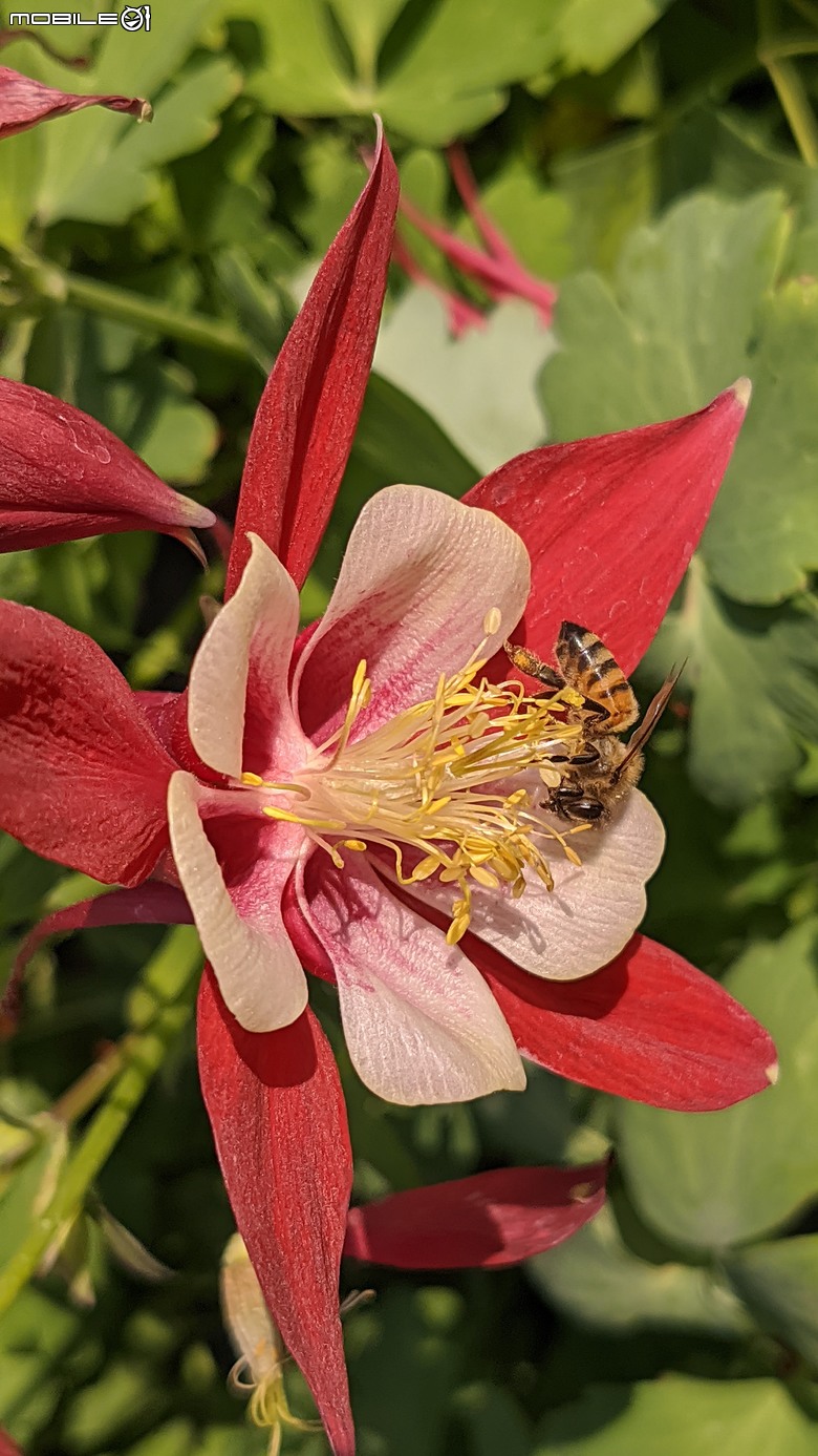 西洋水仙+鬱金香+鐵線蓮+風信子.... 台南市歸仁區七甲花卉區 01/25