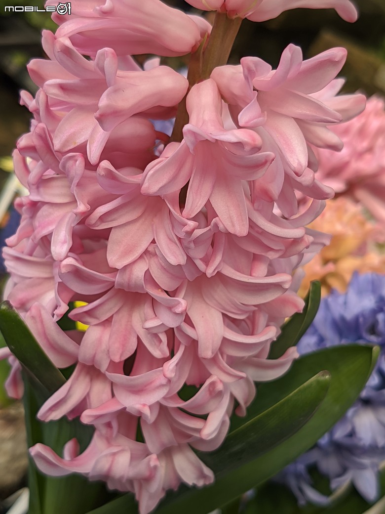 西洋水仙+鬱金香+鐵線蓮+風信子.... 台南市歸仁區七甲花卉區 01/25