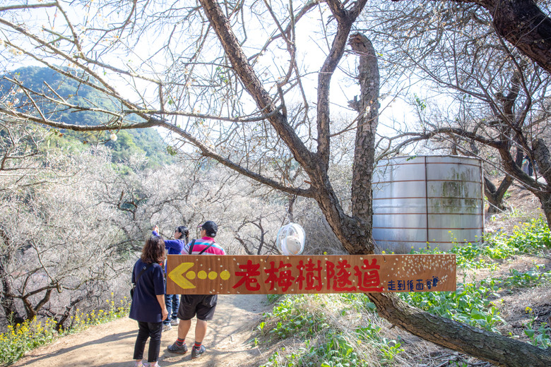 點我看大圖 南投國姓鄉賞梅小旅行|冬末年初最美風景