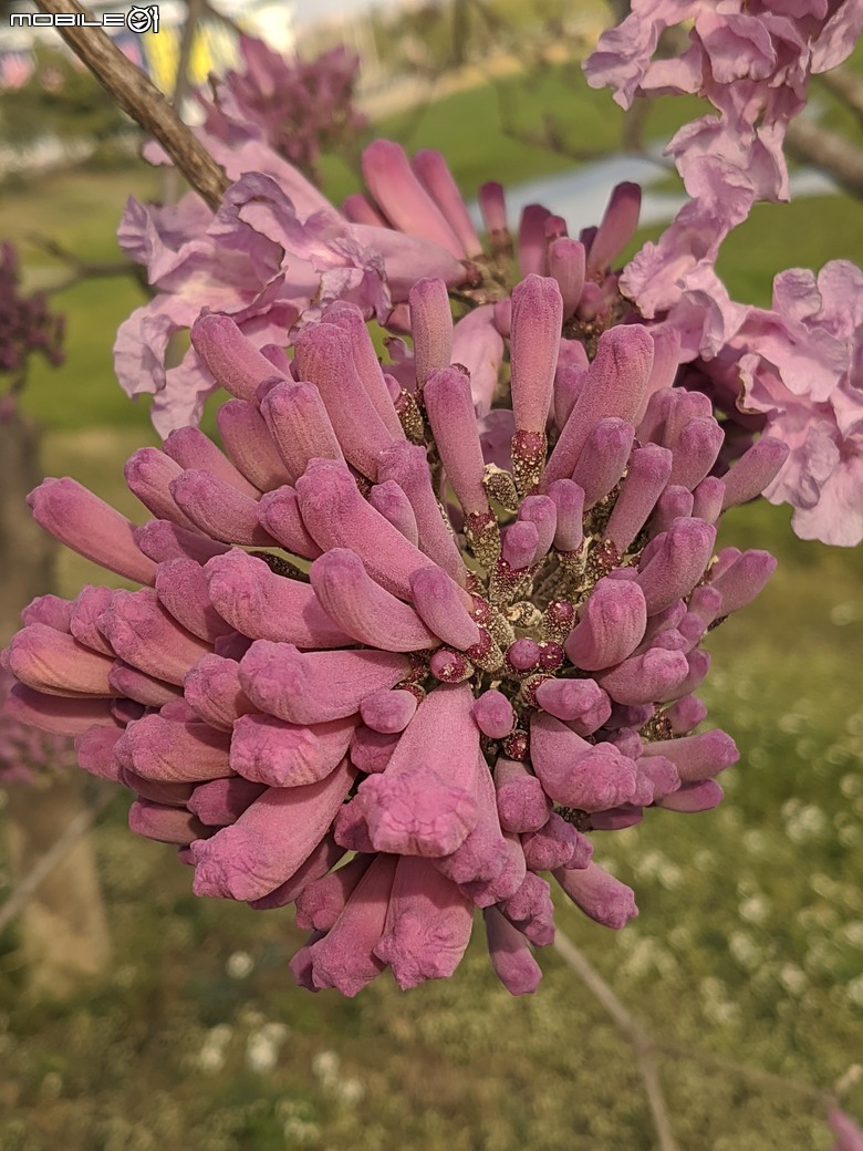 非洲芙蓉+紅花風鈴木 台南市仁德區仁德滯洪池 01/25