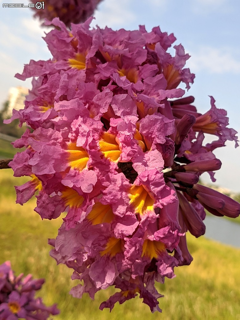 非洲芙蓉+紅花風鈴木 台南市仁德區仁德滯洪池 01/25