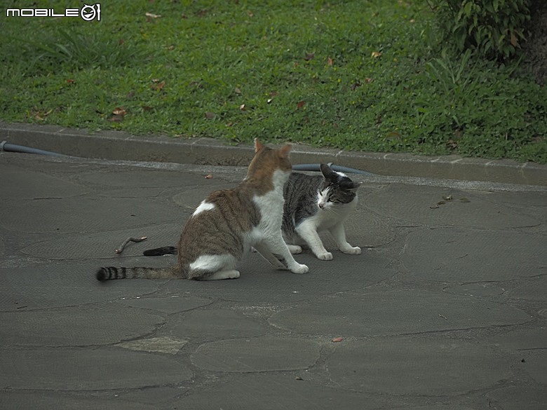 大溪老街(和平老街、中央老街、中山老街)、普濟堂、福仁宮、鎮豐宮、中正公園、大溪橋 — 2025年霜華大溪散策之一