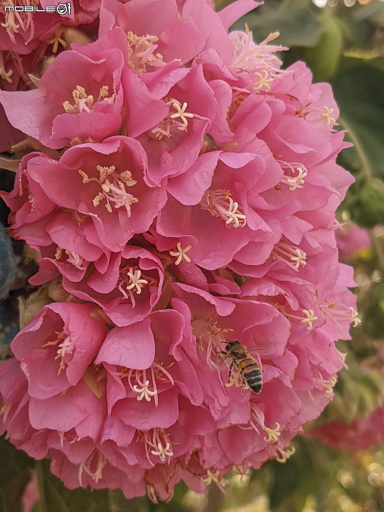 非洲芙蓉+紅花風鈴木 台南市仁德區仁德滯洪池 01/25