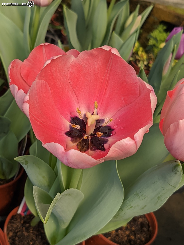 西洋水仙+鬱金香+鐵線蓮+風信子.... 台南市歸仁區七甲花卉區 01/25