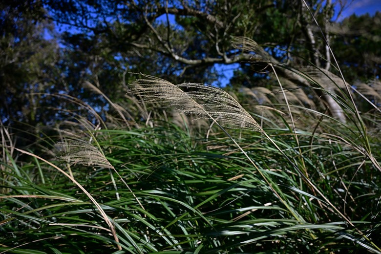 穿越冷冽山霧與崎嶇石階，停留繁花盛景——菜公坑山 O 型環走的人生縮影