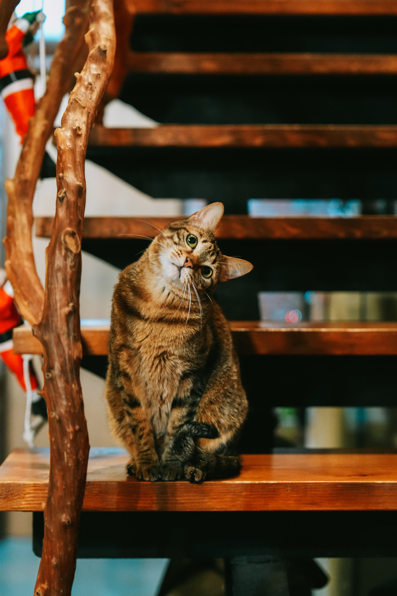 大過年的還是要熱血一下啊 高雄-武嶺 CB350RS