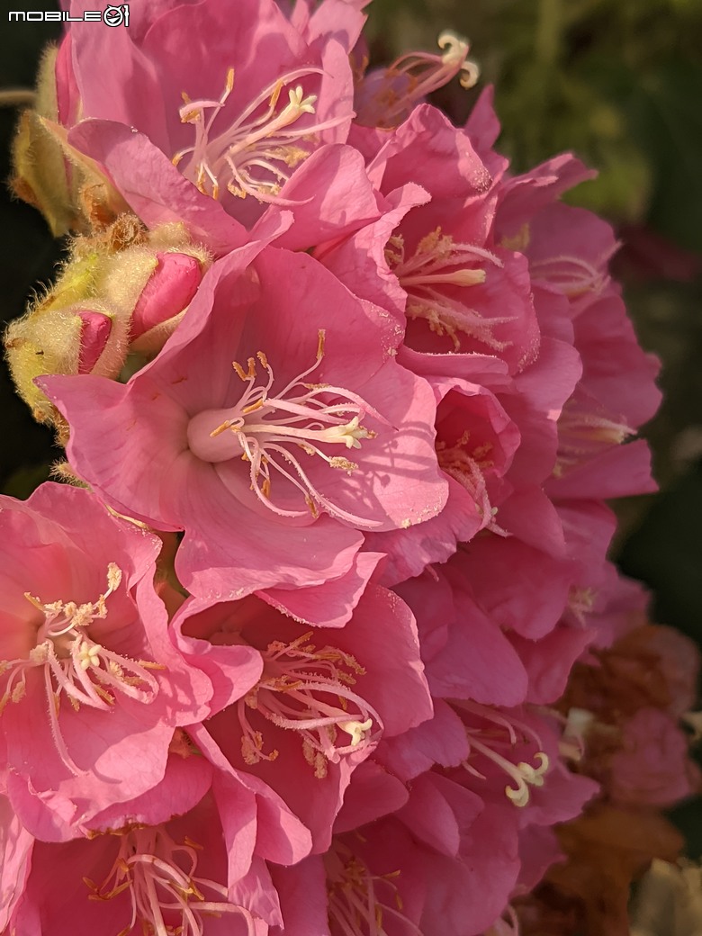 非洲芙蓉+紅花風鈴木 台南市仁德區仁德滯洪池 01/25