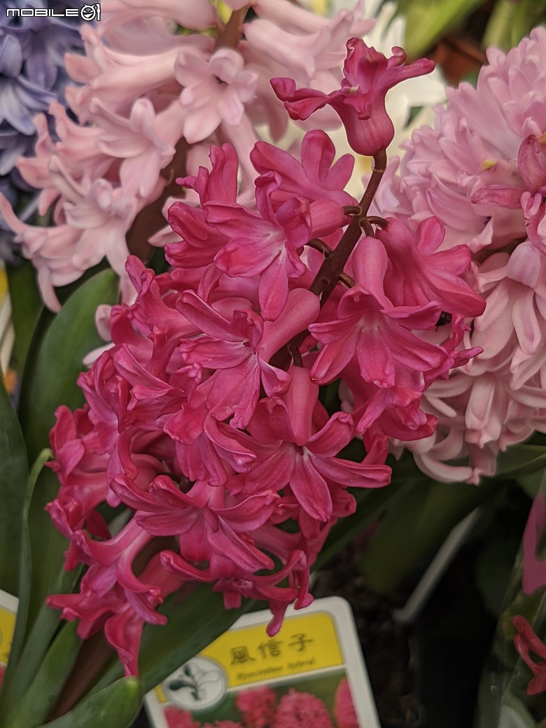 西洋水仙+鬱金香+鐵線蓮+風信子.... 台南市歸仁區七甲花卉區 01/25