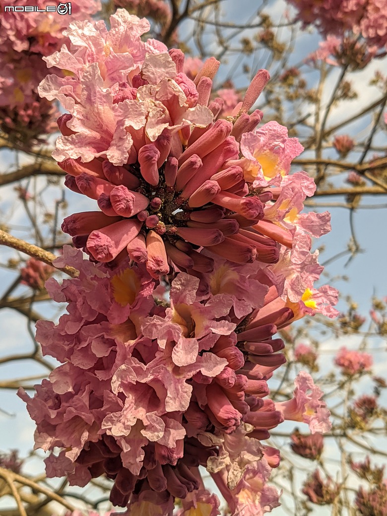 非洲芙蓉+紅花風鈴木 台南市仁德區仁德滯洪池 01/25