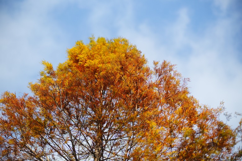 落羽松之森•～•桃園八德