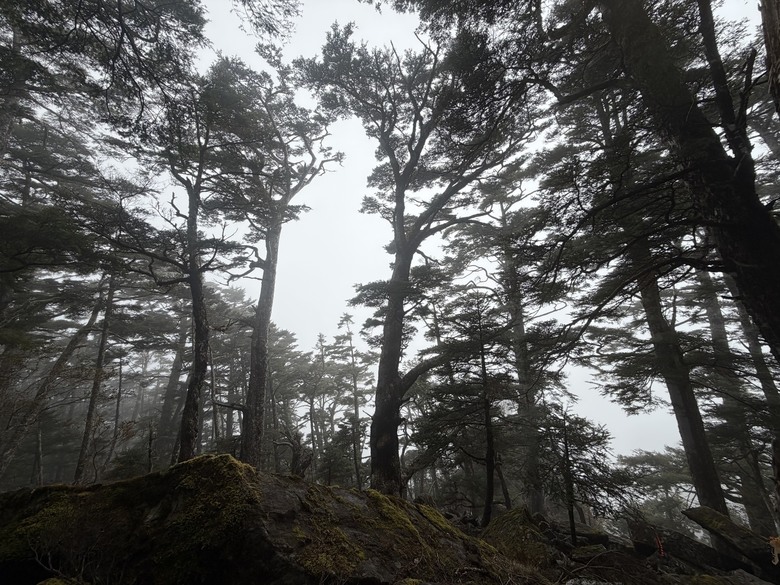 比玉山前峰還難爬的「南橫溪頭山」