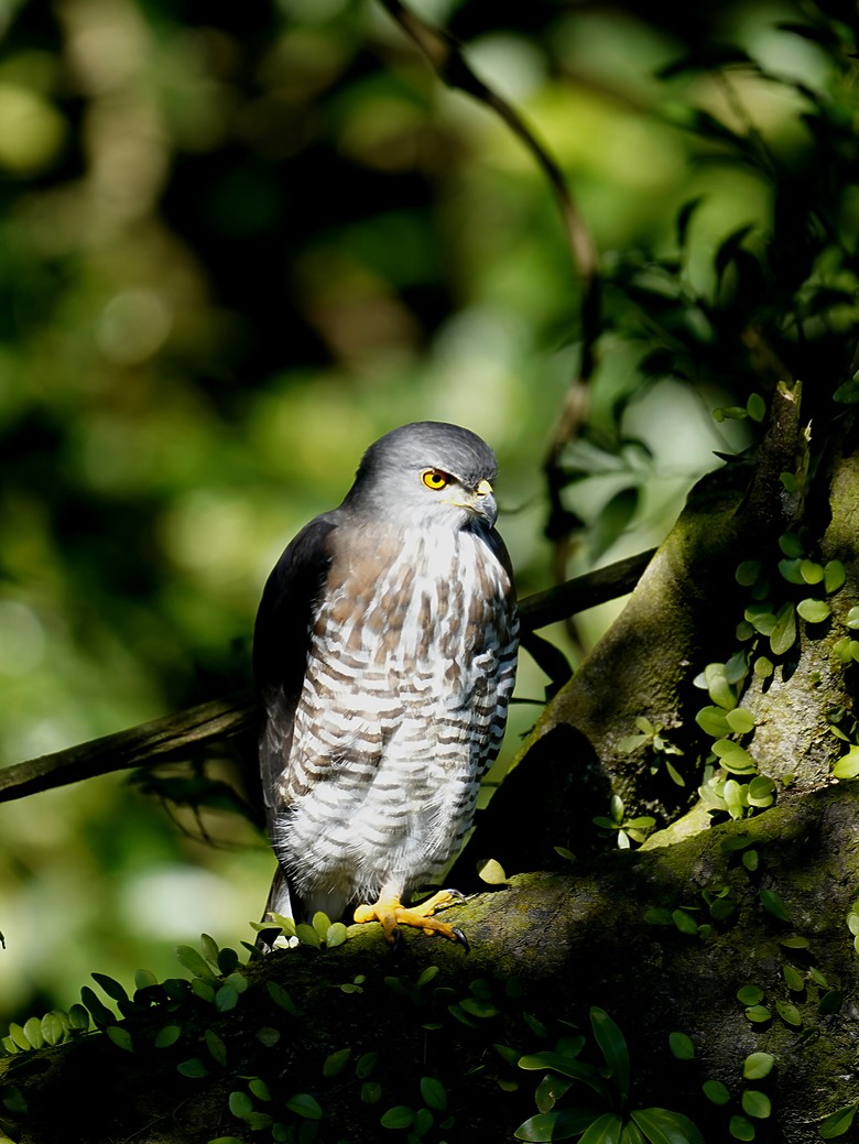 假日慢走新店廣興濕地｜用望遠鏡看見黑鳶與河岸的日常 -蔡司ZEISS TERRA ED 8x25雙筒望遠鏡