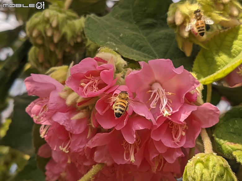 非洲芙蓉+紅花風鈴木 台南市仁德區仁德滯洪池 01/25
