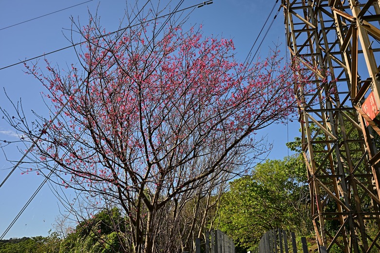 走讀微笑山線:自然與人文的交響曲 | 13.9km 4h33m | 大同山櫻花林、青龍嶺、三角埔頂山、大棟山、山佳車站