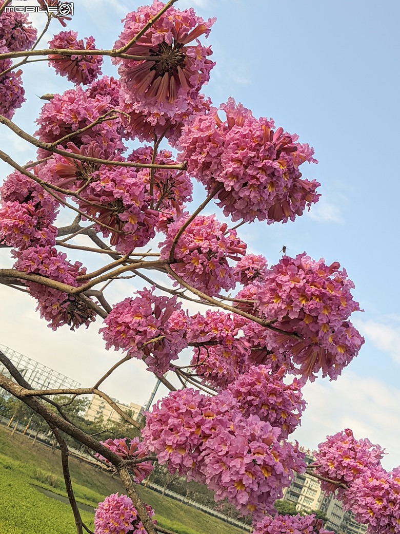 非洲芙蓉+紅花風鈴木 台南市仁德區仁德滯洪池 01/25