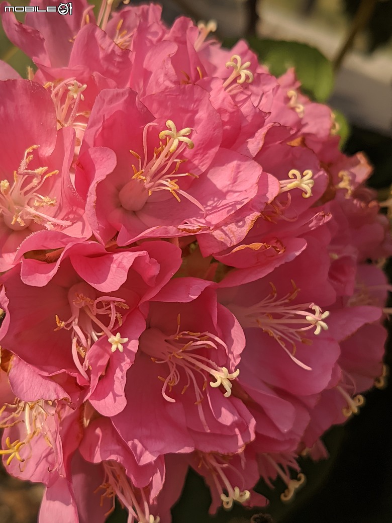 非洲芙蓉+紅花風鈴木 台南市仁德區仁德滯洪池 01/25