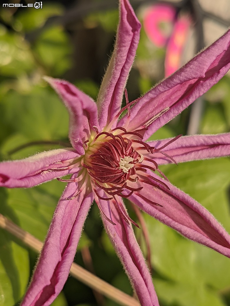 西洋水仙+鬱金香+鐵線蓮+風信子.... 台南市歸仁區七甲花卉區 01/25