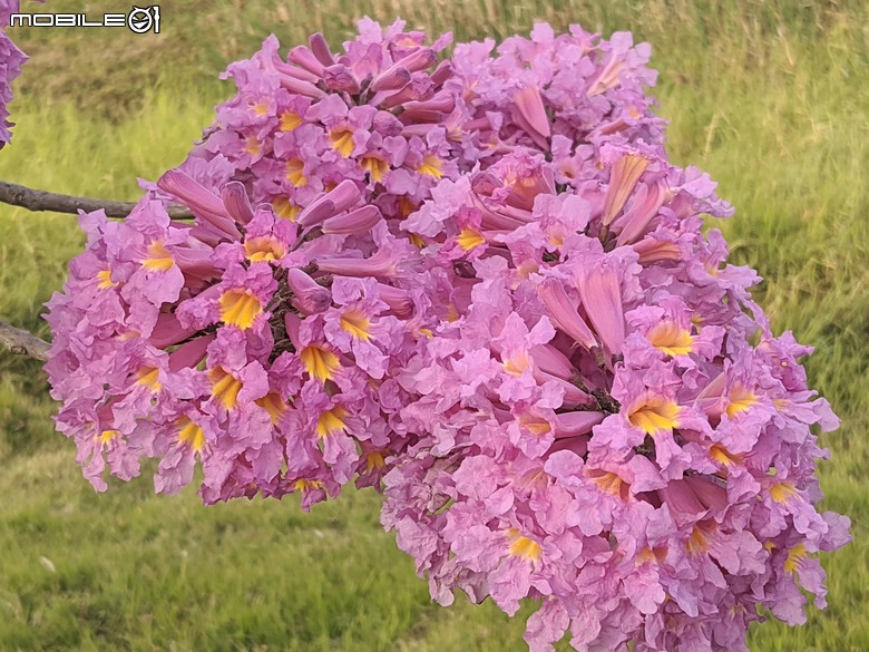 非洲芙蓉+紅花風鈴木 台南市仁德區仁德滯洪池 01/25