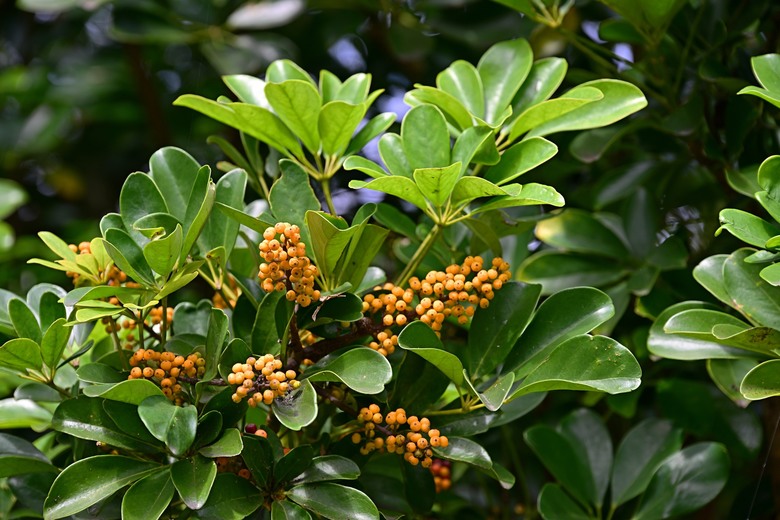 微笑山線：新店秘境健行記：銀河洞到小獅山 | 銀河洞越嶺步道、待老坑山步道、員潭子坑山、小獅山稜線步道