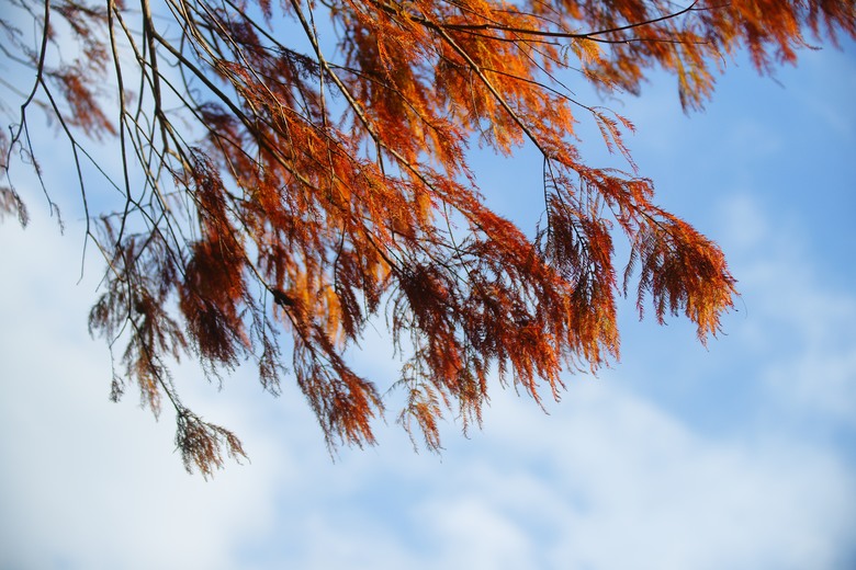 落羽松之森•～•桃園八德