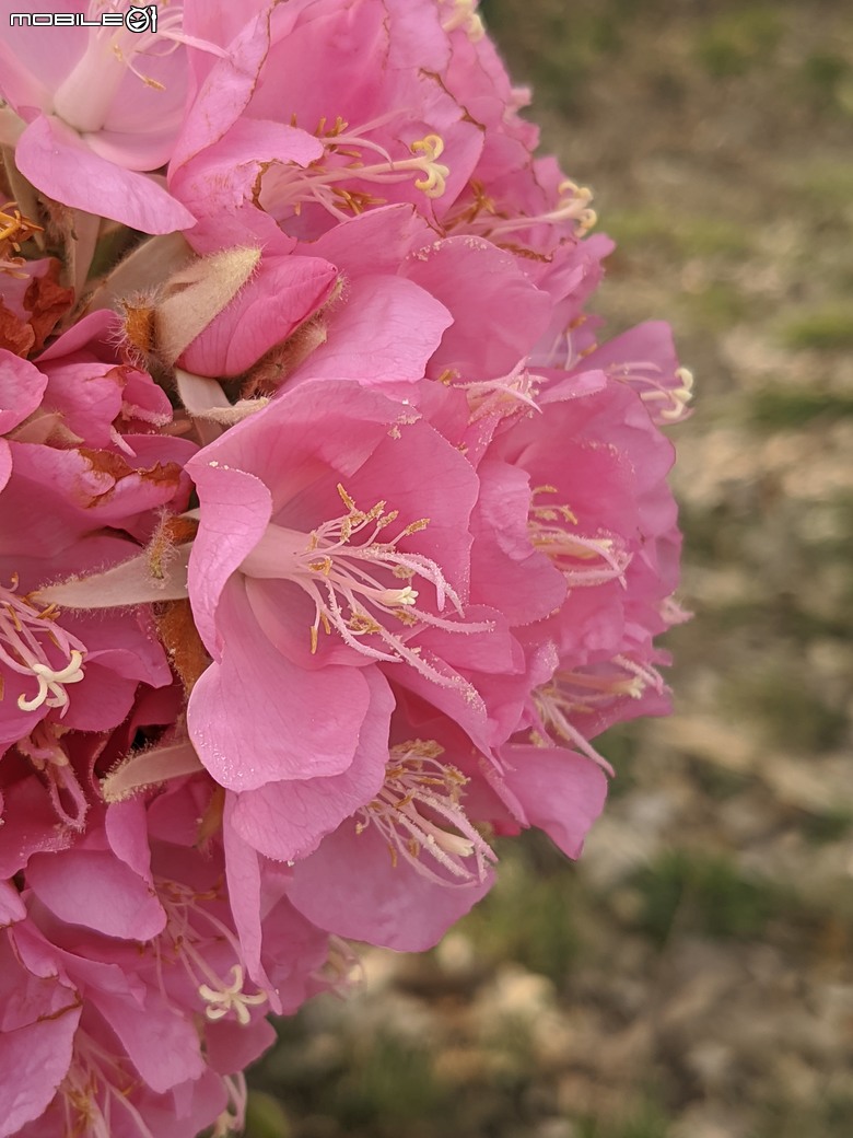 非洲芙蓉+紅花風鈴木 台南市仁德區仁德滯洪池 01/25