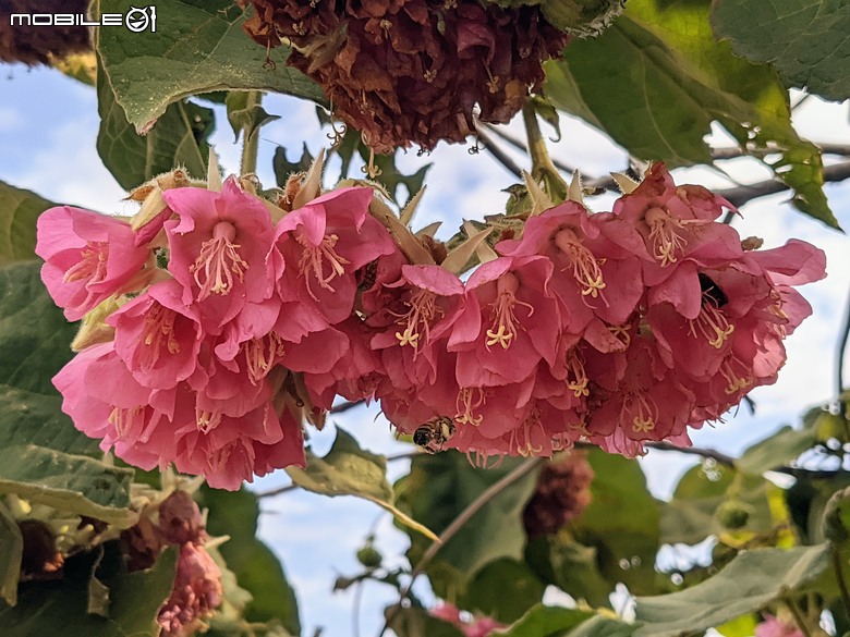 非洲芙蓉+紅花風鈴木 台南市仁德區仁德滯洪池 01/25
