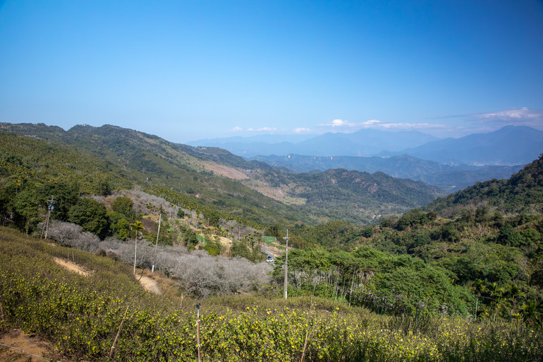點我看大圖 南投國姓鄉賞梅小旅行|冬末年初最美風景
