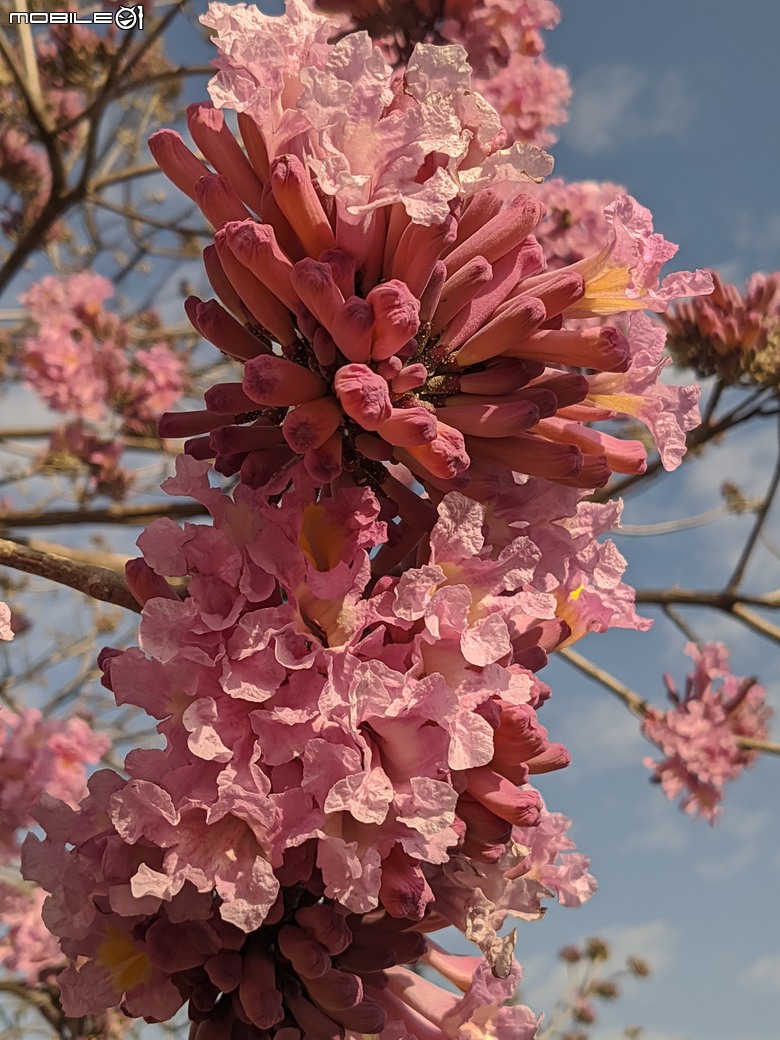 非洲芙蓉+紅花風鈴木 台南市仁德區仁德滯洪池 01/25