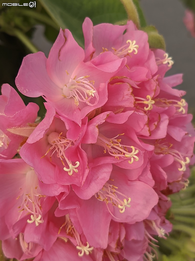 非洲芙蓉+紅花風鈴木 台南市仁德區仁德滯洪池 01/25
